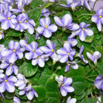 Miniature Trailing African Violet